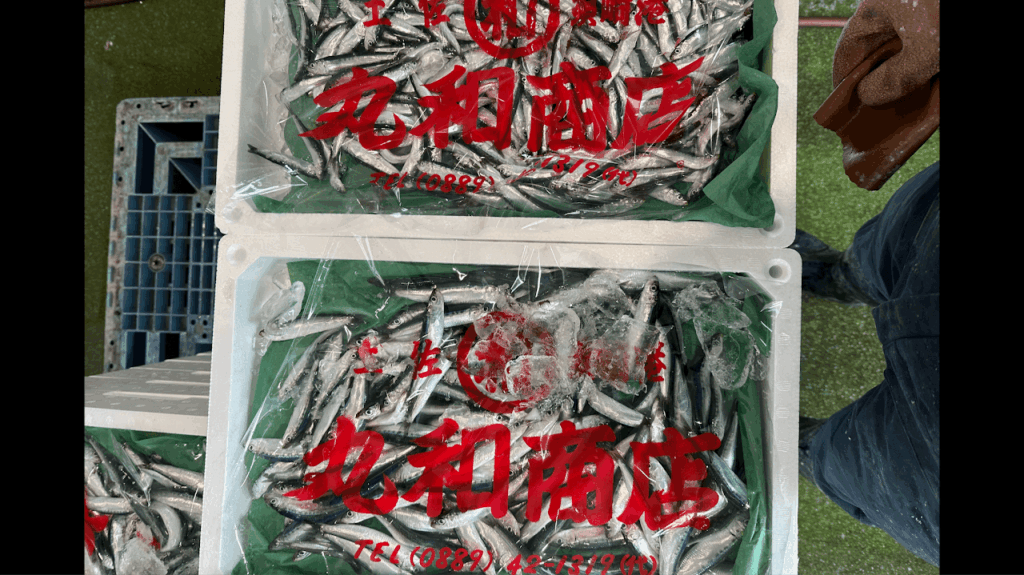 鮮度管理が難しい平子イワシ
