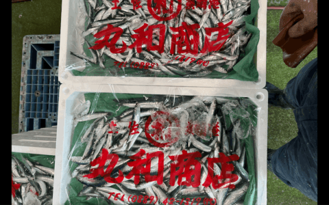 鮮度管理が難しい平子イワシ